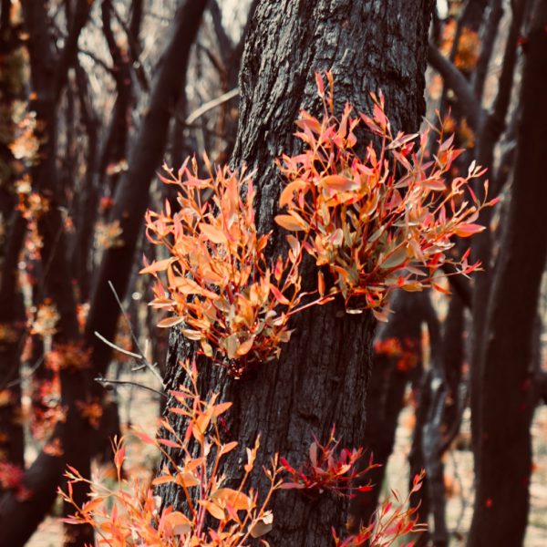 Bushfire regrowth