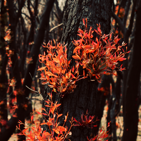 A close up of a burnt tree with orange leaves growing out of it in a burnt forest.