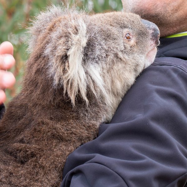 A person holding a Koala